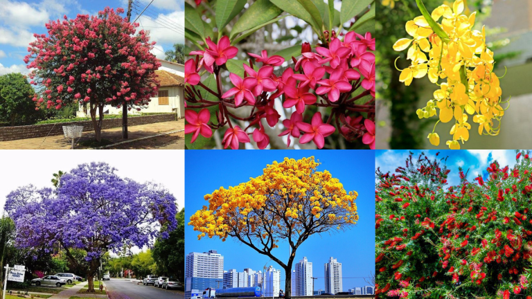 Mudas árvores Goiânia