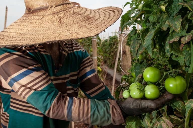 Caged aponta Goiás com maior criação de emprego no campo no Centro-Oeste