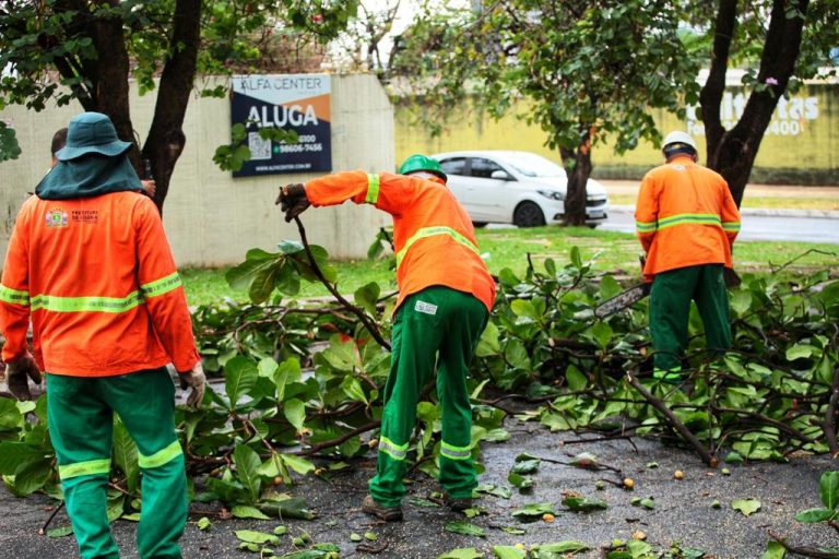 Temporal provoca queda de 78 árvores em Goiânia