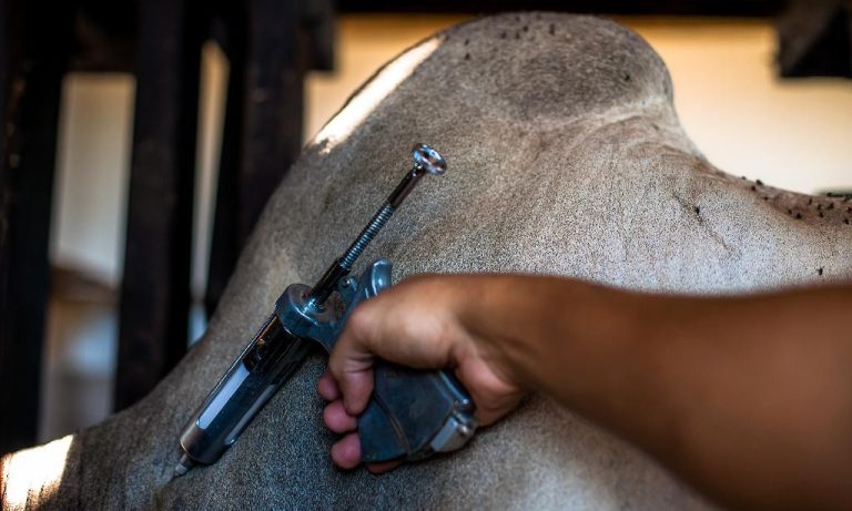 Prazo final para vacinação contra aftosa e raiva termina neste sábado (17)