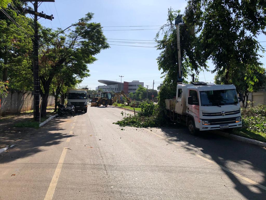 Poda árvores Goiânia