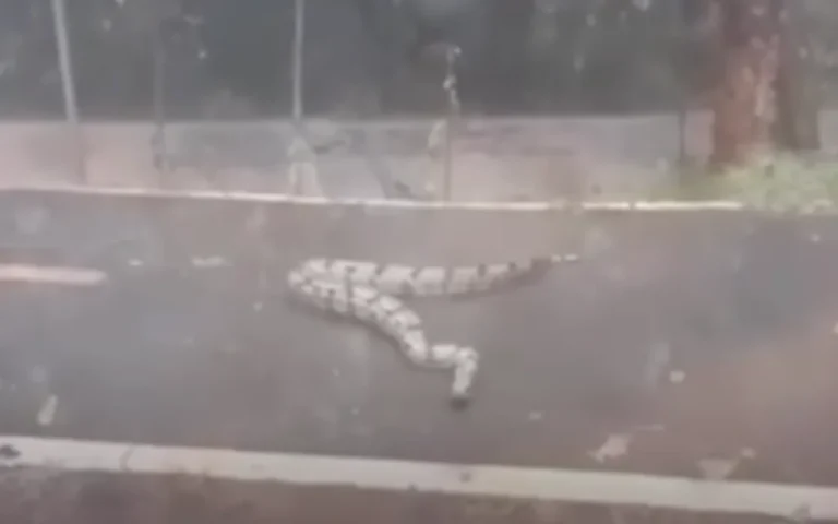 À luz do dia, jiboia é vista em pista de caminhada, em Goiânia