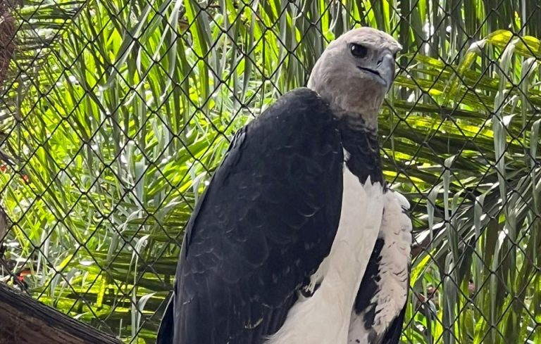 Harpia Zoológico Goiânia