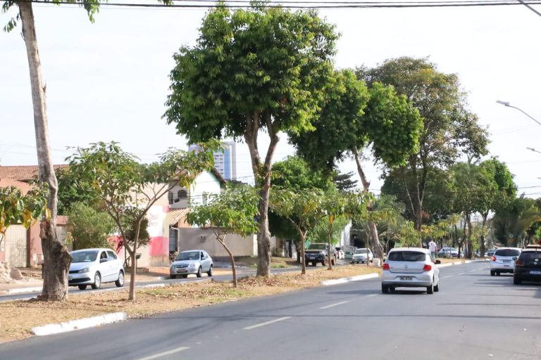 Jamelões Jardim Novo Mundo