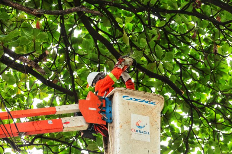 Poda árvores Goiânia