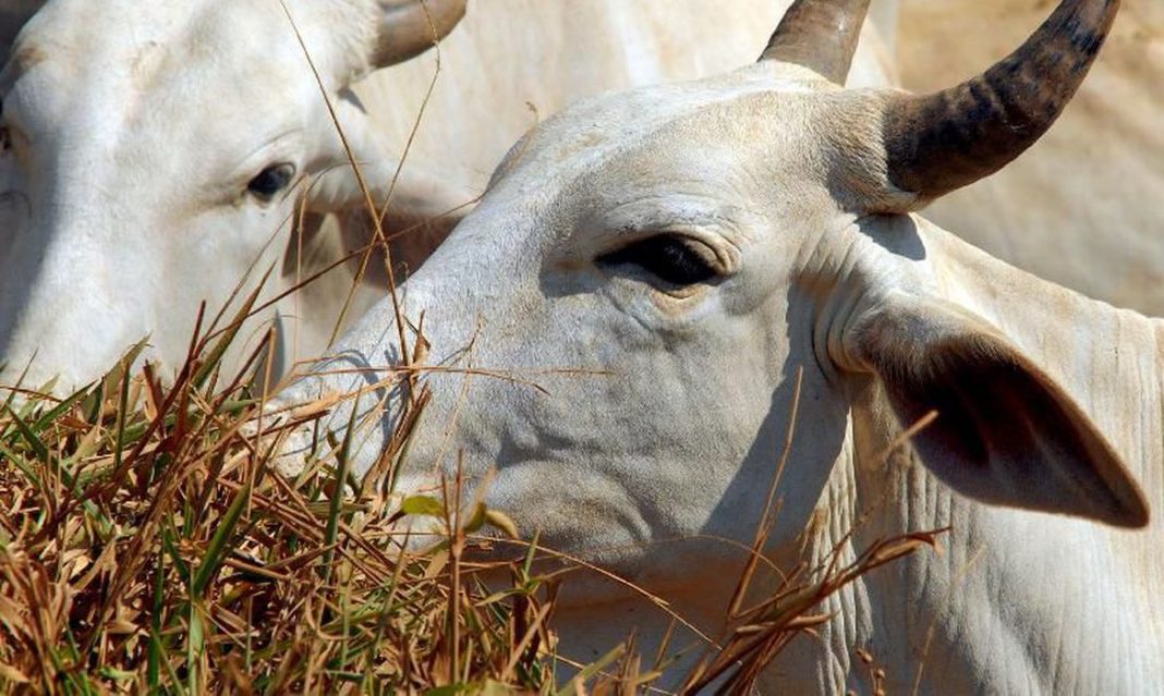 Vaca Louca Brasil