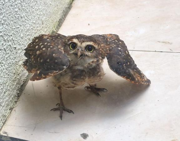 Animais resgatos Goiânia