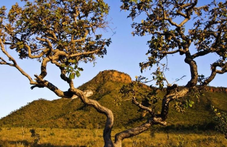 Sem Cerrado, faltará água no Brasil, alertam especialistas