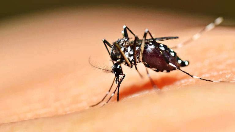 Goiás registra queda nos casos de chikungunya