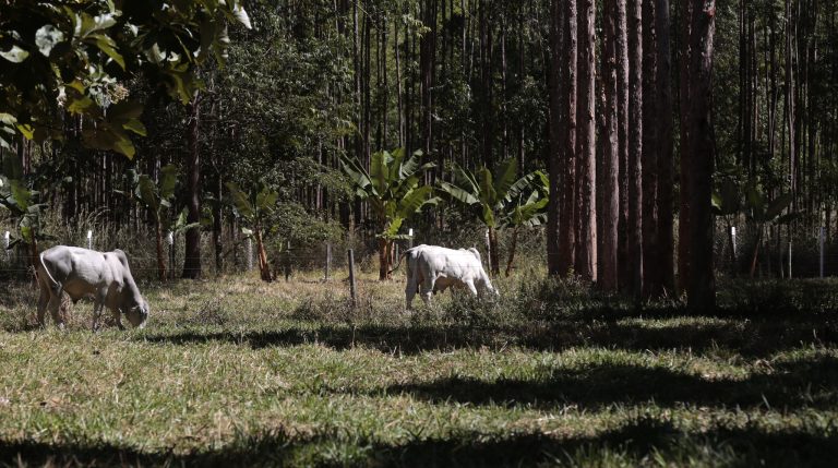 Brasil abre 37 novos mercados externos para produtos agropecuários em oito meses de governo Lula