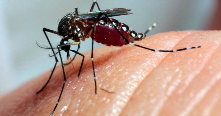 Em carta, pesquisadores defendem vigilância mundial contra arboviroses