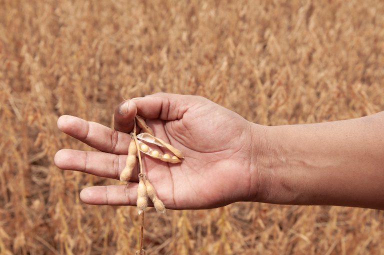 agropecuária