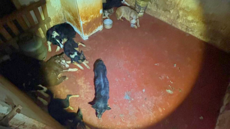 Maus tratos animais