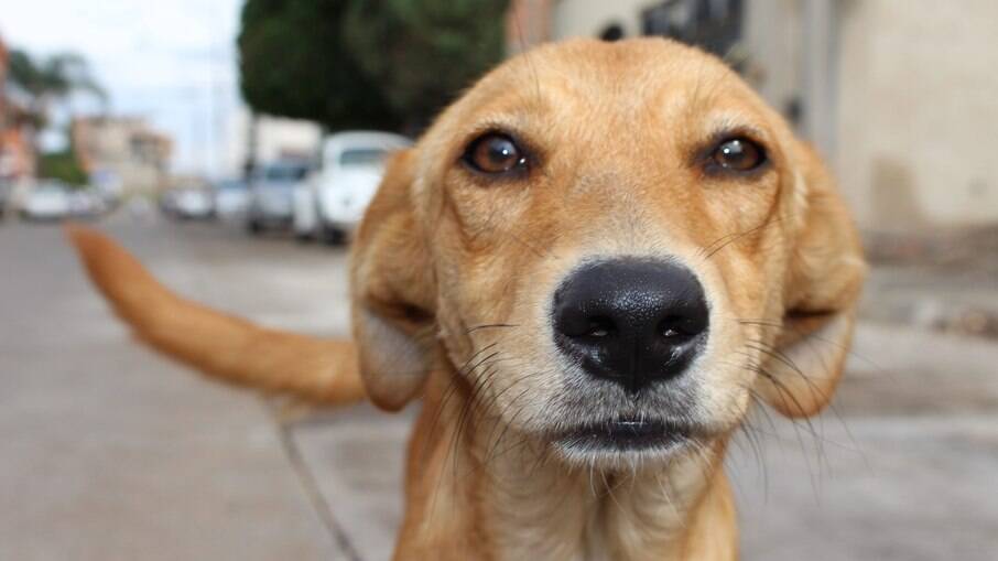 UniAraguaia lança campanha de arrecadação para animais