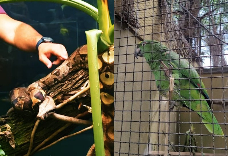 Nomes mais votados batizarão os novos moradores do Zoológico de Goiânia.