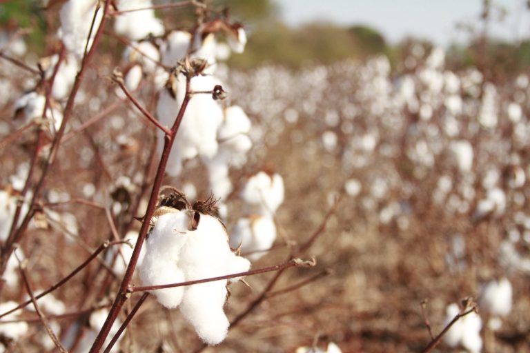 Goiás fortalece a produção de algodão e amplia competitividade no mercado internacional