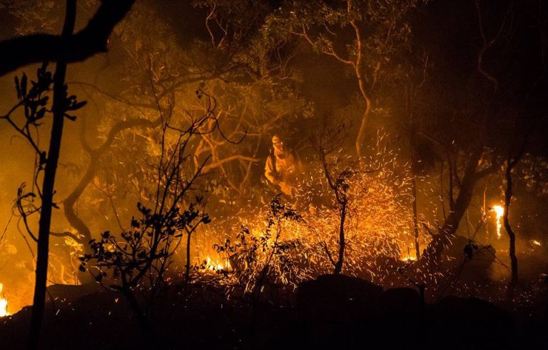 Incêndios criminosos colocam biodiversidade em risco. Novas estratégias podem representar avanços no combate ao fogo