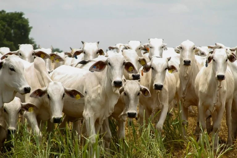Crescimento da pecuária de corte em Goiás é atribuído ao suporte financeiro proveniente de programas e fundos de incentivo ao setor, a exemplo do FCO Rural, bem como a investimentos em tecnologia, ampliação da capacidade industrial dos frigoríficos e a um cenário favorável para exportações