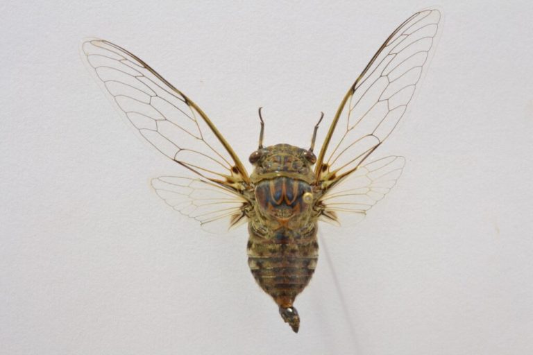 Pesquisador da UEG descobre nova espécie de cigarra em Iporá