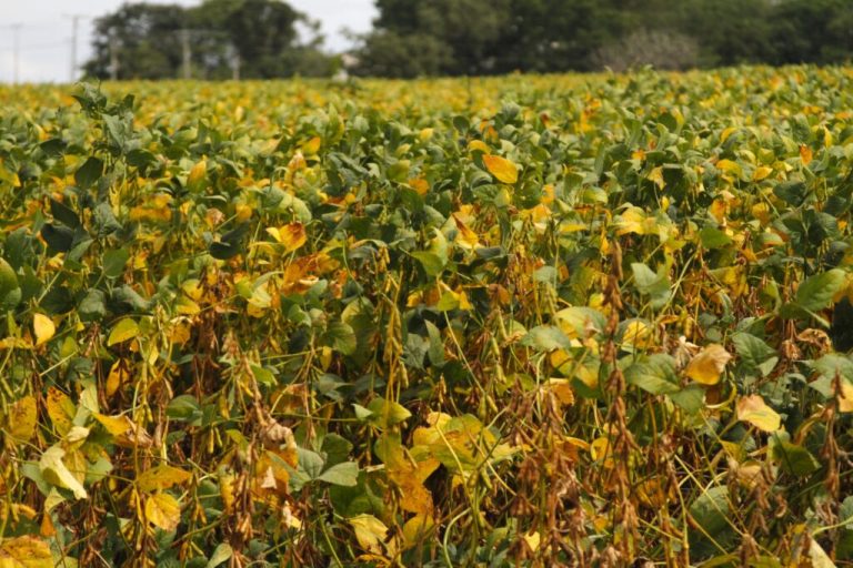 Goiás se destaca na produção de diversas cadeias agrícolas, com safras em expansão e projeções positivas para o setor.
