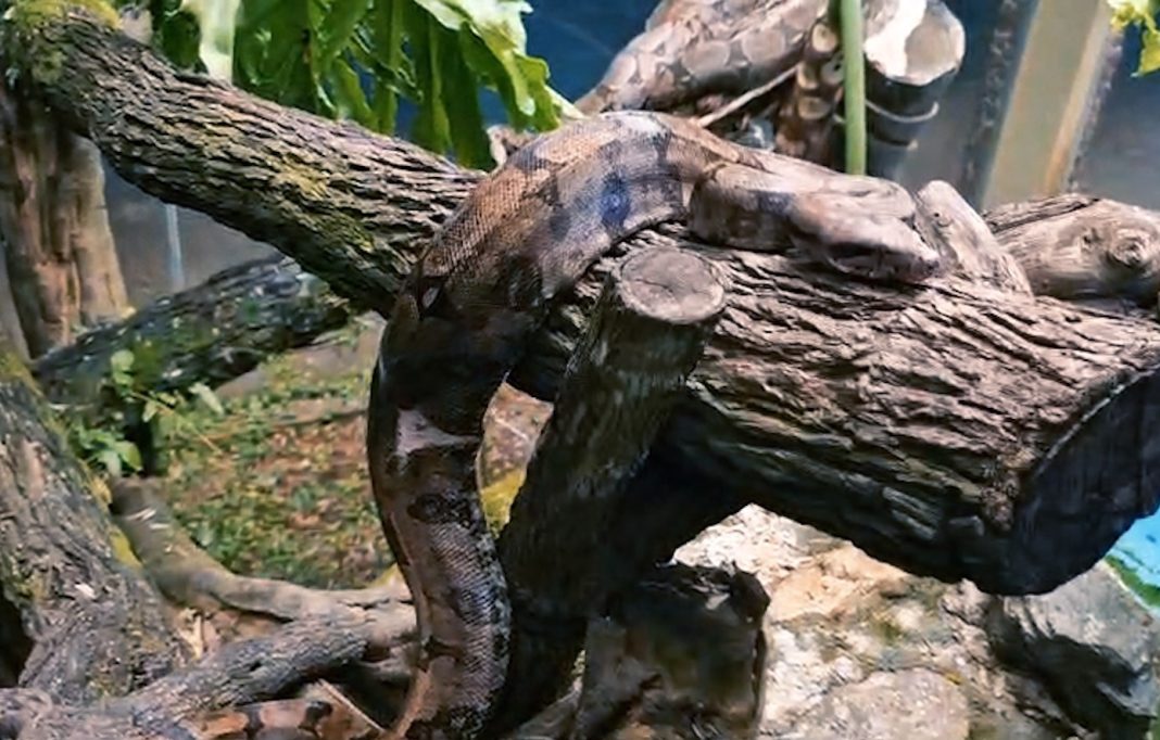 Novas moradoras do Zoológico são duas jiboias da espécie Boa constrictor e pesam 3,1 kg e 2,8 kg