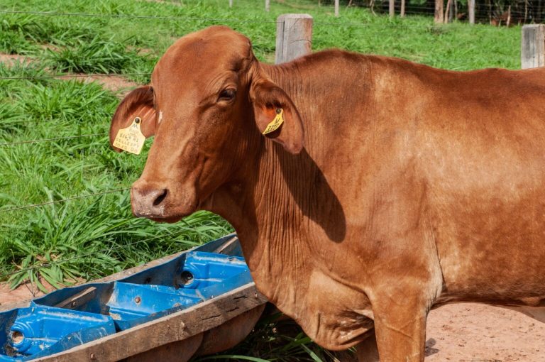 Goiás inicia última campanha obrigatória contra raiva em herbívoros em 119 municípios