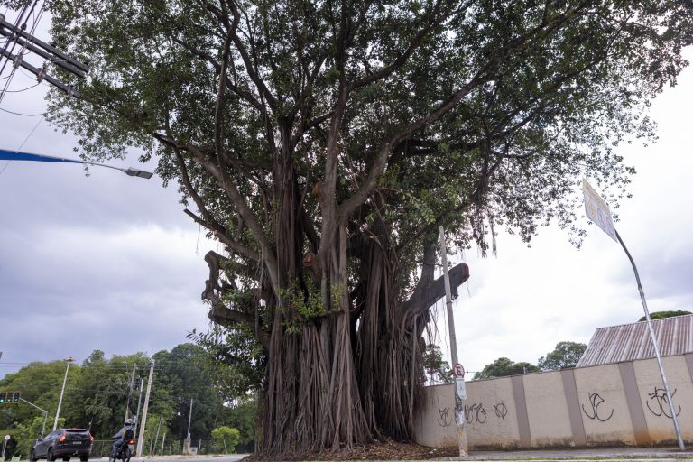 Prefeitura vai substituir gameleira do Centro e 11 árvores com risco de queda no setor Marista, em Goiânia