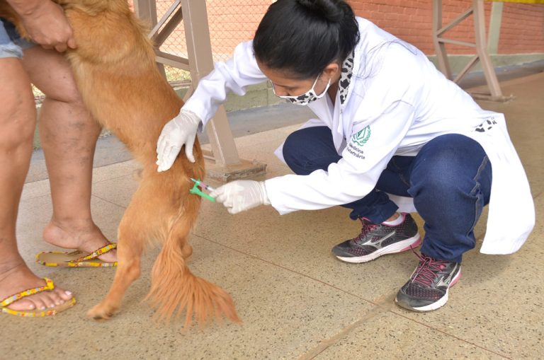 Aparecida de Goiânia reforça vacinação antirrábica com postos volantes