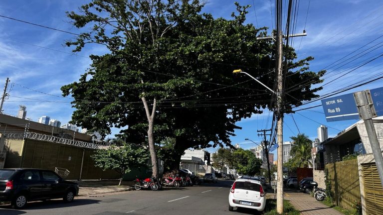 Gabinete de Crise autoriza retirada de duas árvores condenadas no Setor Sul nesta quinta-feira (3/4)