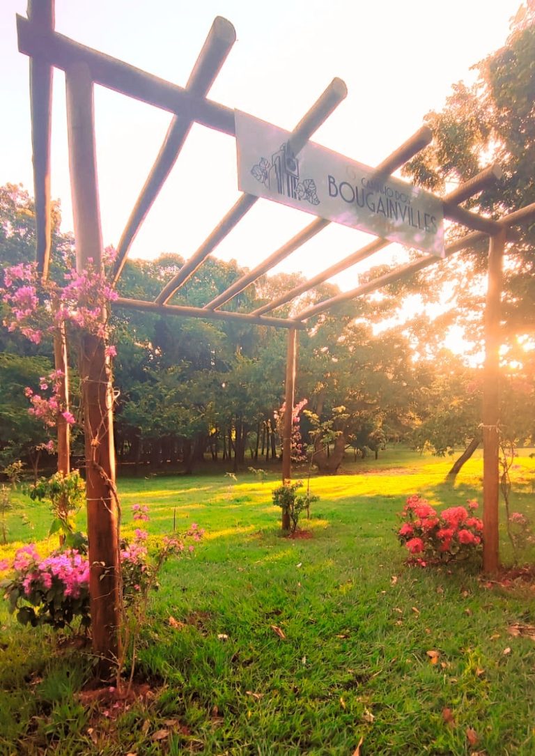 Goiânia ganha novo roteiro de turismo urbano com o lançamento do Caminho dos Bougainvilles