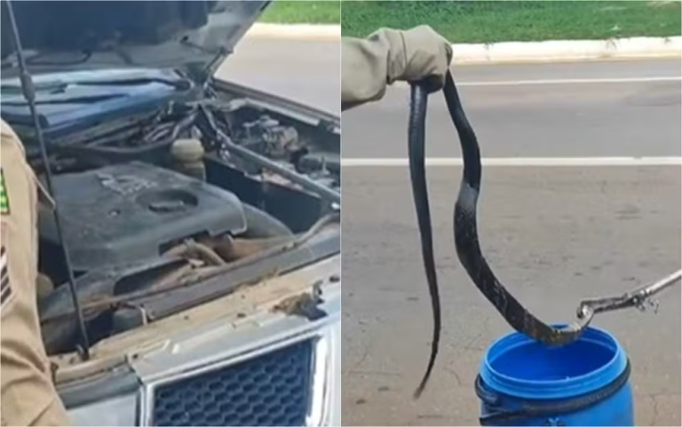 Cobra viaja 70 km dentro de motor de carro, e é descoberta após veículo apresentar problema mecânico, dizem bombeiros