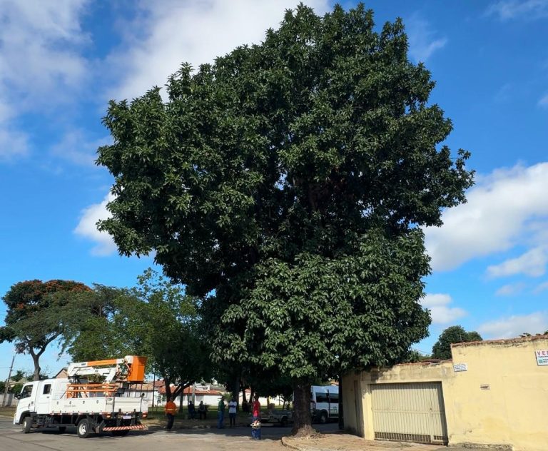 Amma realiza retirada segura de colmeia de abelhas sem ferrão em árvore urbana