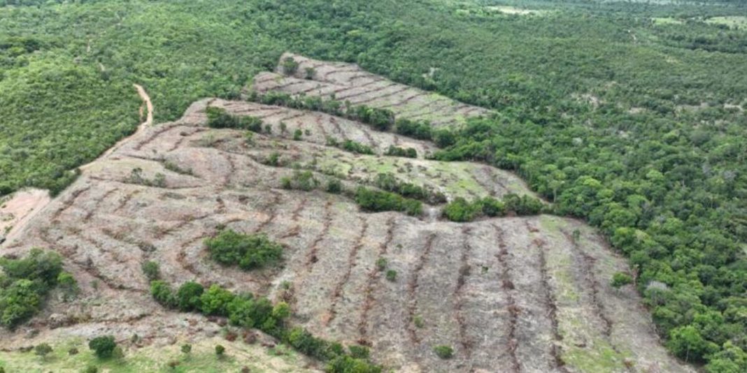 Goiás é o estado que mais reduziu o desmatamento em 2024, com queda de 71,9%