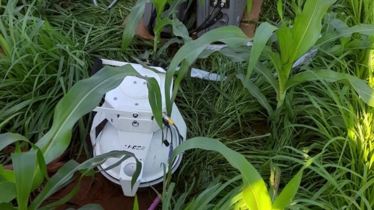 Goiás lidera projeto para restaurar Cerrado e Pantanal com espécies nativas