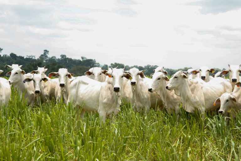 Goiás bate recorde no abate de bovinos no 1º trimestre de 2025