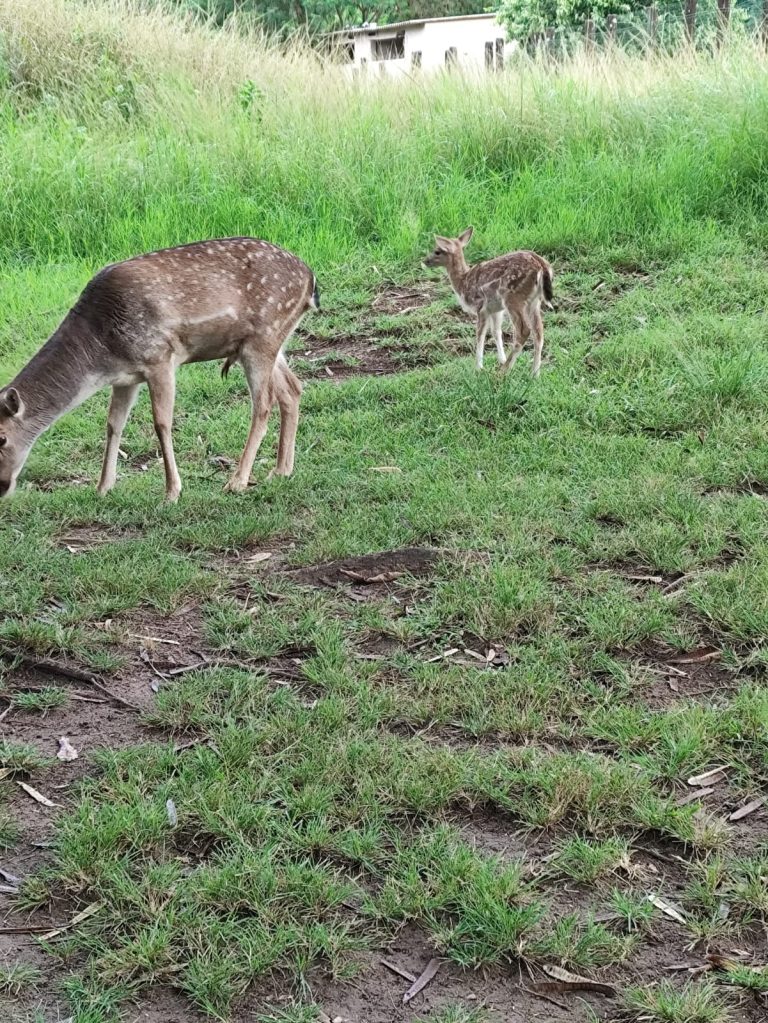 Zoológico de Goiânia recebe novos animais e prepara programação especial para o feriado de Corpus Christi