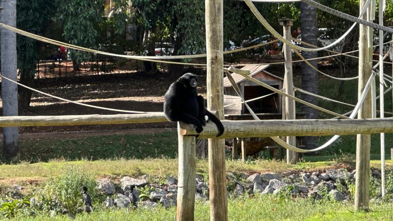Zoológico de Goiânia abriga o único macaco siamang vivo da América Latina