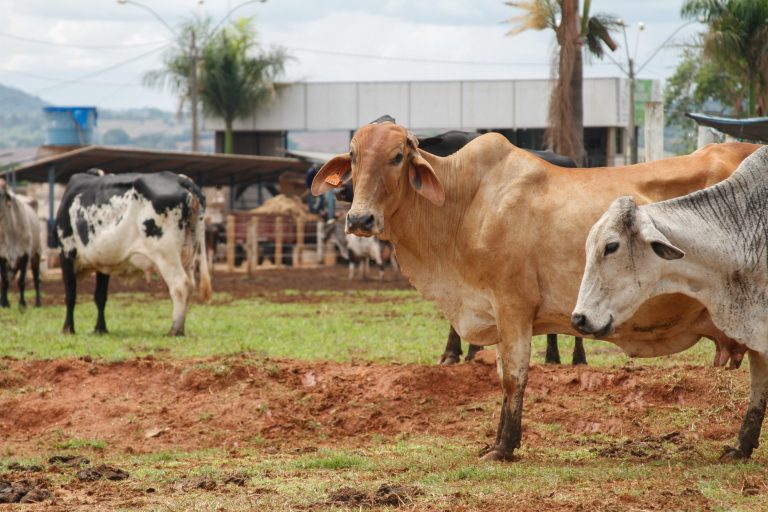 Governo de Goiás lança Programa de Melhoramento Genético Bovino para Agricultura Familiar