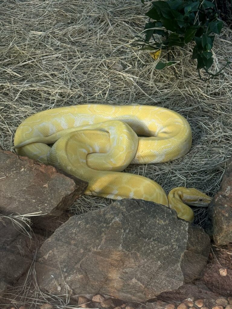 Zoológico de Goiânia promove programação especial com foco na preservação de serpentes e jacarés