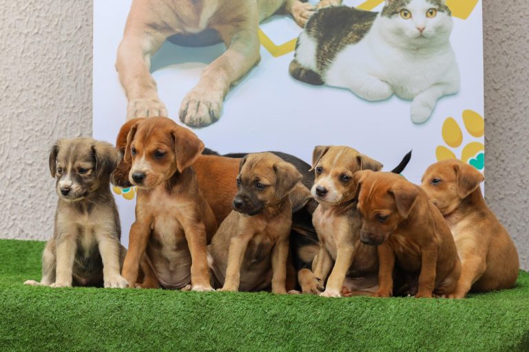 Prefeitura de Aparecida realiza feira de adoção de cães e gatos neste sábado, 26