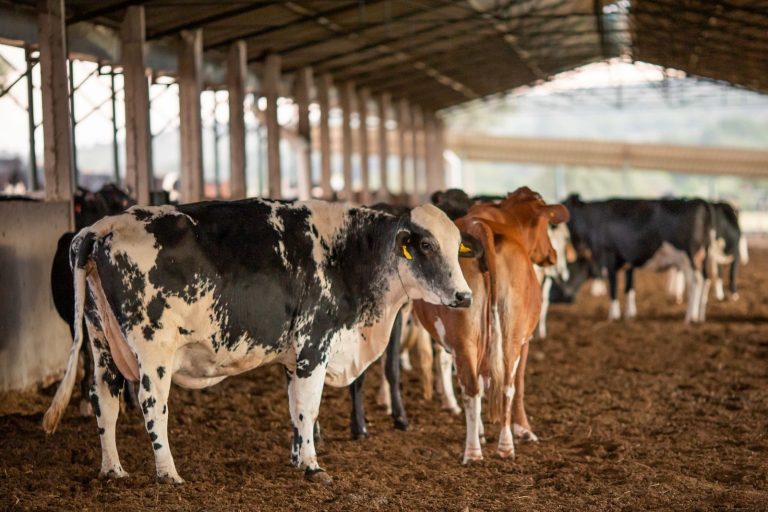 Programa de Melhoramento Genético Bovino atende todas as regiões de Goiás