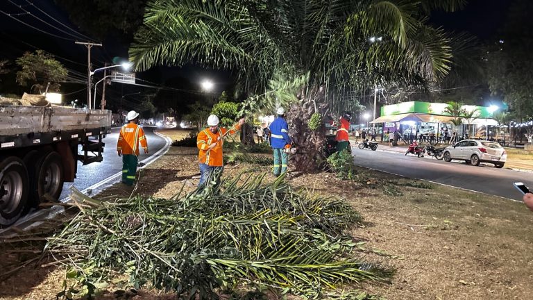 Comurg realiza poda preventiva em mais de 250 árvores de áreas públicas da cidade