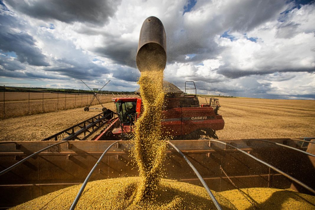 Goiás bate recorde em produção e produtividade de soja na safra 2024/25