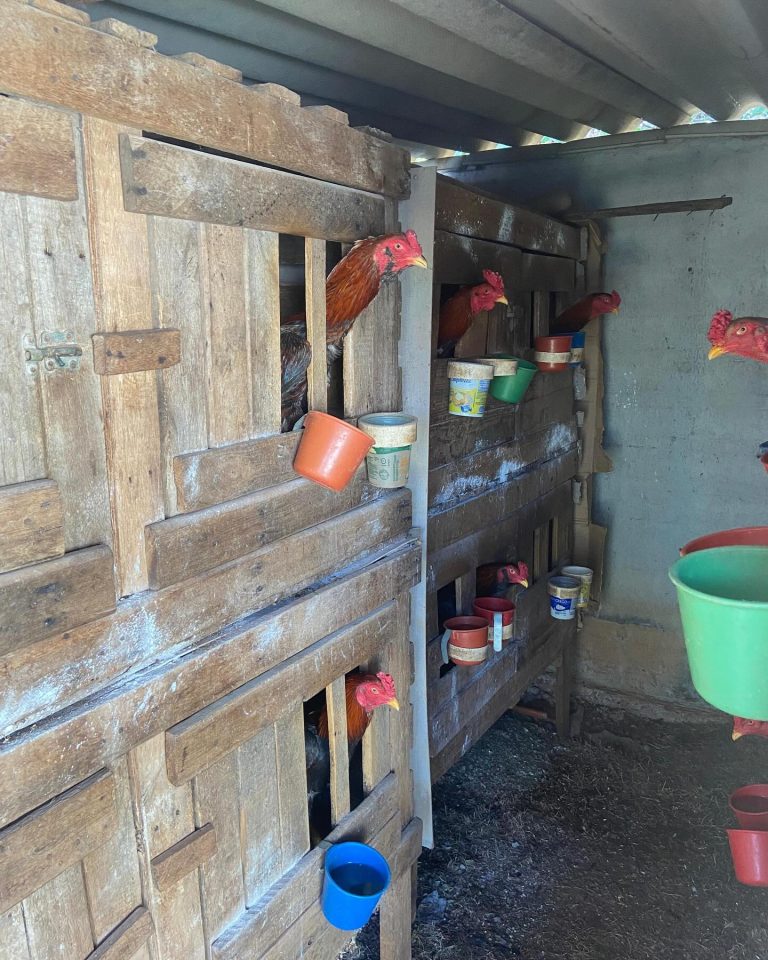 Polícia resgata galos usados em rinha e apreende drogas em Morrinhos