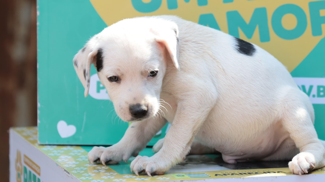 Deu match com meu pet: quase 50 animais são adotados em Aparecida