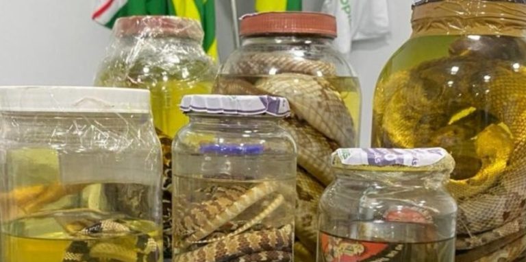 Governo de Goiás reforça cuidados contra animais peçonhentos após mais de 8 mil acidentes neste ano