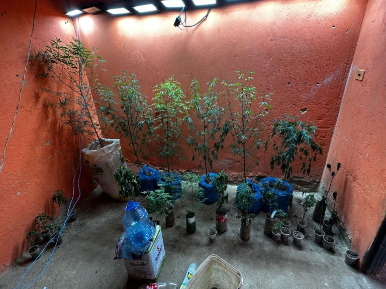 Polícia Civil de Goiás encontra estufa de maconha em operação contra tráfico em Uruana 