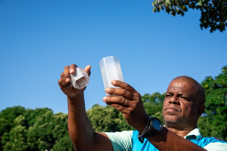 Governo de Goiás participa da soltura de mosquitos Aedes aegypti com bactéria Wolbachia 
