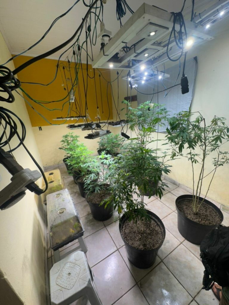 Operação da PCGO em Cavalcante apreende drogas e prende quatro suspeitos de tráfico 