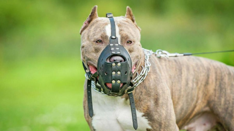 Câmara aprova lei que obriga uso de focinheira e guia curta para cães de grande porte em Goiânia